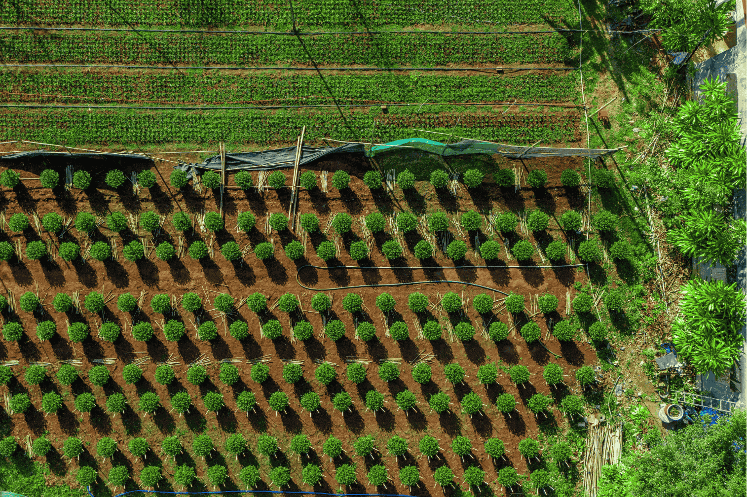 field from drone perspective